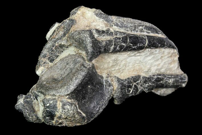 Rare British Dinosaur (Hypsilophodon) Vertebrae & Ribs #92550